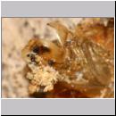 schweber-schlupf-13b Larvenhuelle.jpg